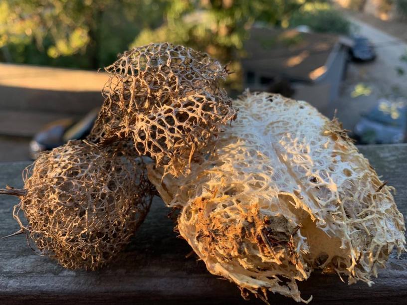 Tomatillos?