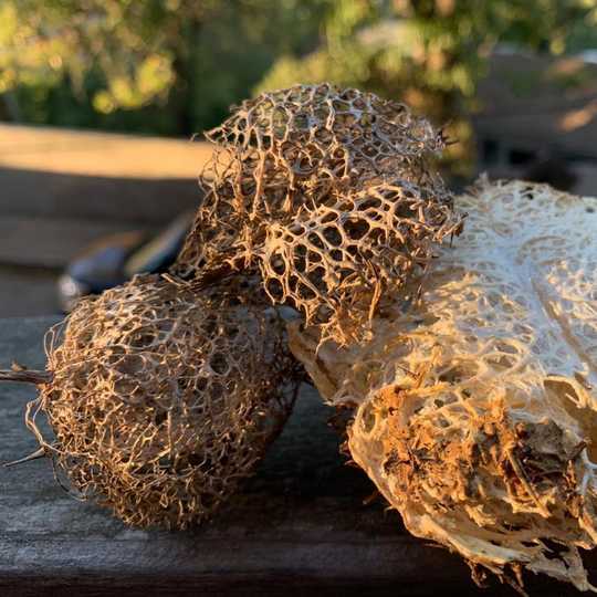 Tomatillos?